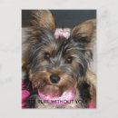 Search for yorkie puppy postcards Animal