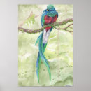 Search for endangered birds posters Parrot