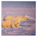 Search for polar bear gifts Wildlife
