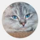 Search for beautiful blue eye stickers Cat