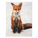 Search for red fox art Fauna