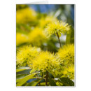 Search for australia cairns postcards Vertical