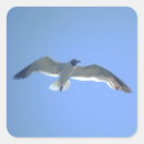 Search for gull stickers Birds