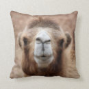 Search for camel cushions Desert