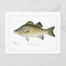Search for basses postcards Vintage