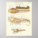 Search for biologic posters Biology