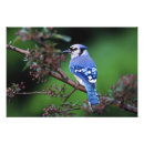 Search for backyard bird posters Jay