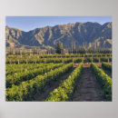 Search for cabernet posters Vineyard