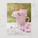 Search for cherry blossom postcards Flower