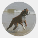 Search for bob and pam langrish stickers Canine photographer