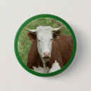 Search for heifer badges Cow