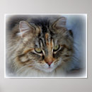 Search for long hair cats posters Pet