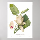 Search for magnolia posters Vintage