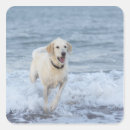 Search for vitality stickers Full length