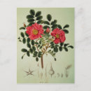 Search for rosas postcards Rose