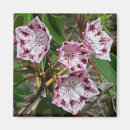 Search for laurel magnets Flowers