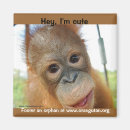 Search for primate magnets Baby animals