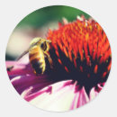 Search for echinacea stickers Nature