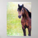 Search for halter Arabian