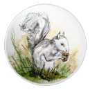Search for squirell Wildlife