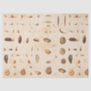 Search for seashell tissue paper Craft