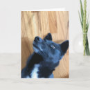 Search for facing cards Dog