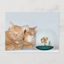 Search for quality time Cat