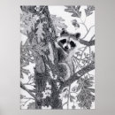 Search for racoon art posters Pencil