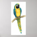 Search for tropical bird art Animal