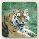 Search for resting barware Animal