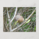 Search for nestled postcards Wildlife