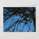 Search for nevermore postcards Crow