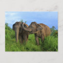 Search for asiatic postcards Animal