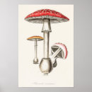 Search for botanica posters Vintage
