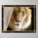 Search for lion image posters Big cat