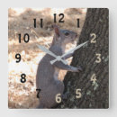 Search for squirrel clocks Wild animals