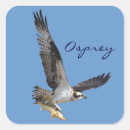 Search for wildlife photography stickers Osprey