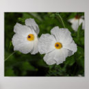 Search for botanical flowers posters Petals