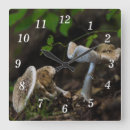 Search for toadstool photography Fungus