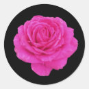 Search for beautiful pink rose stickers Trendy