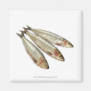 Search for sealife magnets Square