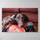 Search for german shorthaired pointer posters Puppy