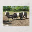 Search for belted postcards Farm