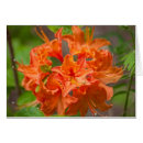 Search for azalea photography Azaleas