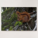 Search for red squirrel puzzles Wildlife
