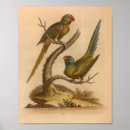 Search for vintage parrot art Antique