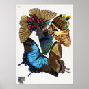 Search for seguy Butterfly