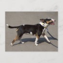 Search for tricolor postcards Cute