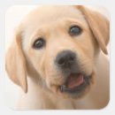 Search for pet alert stickers Pets