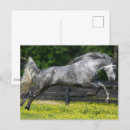 Search for dapple grey postcards Bob langrish